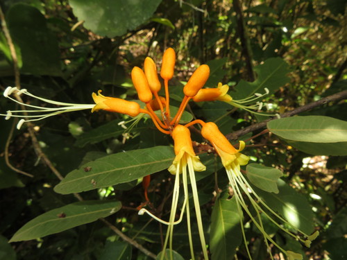 Steriphoma peruvianum