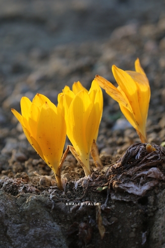 Sternbergia clusiana (Large sternbergia) — photo