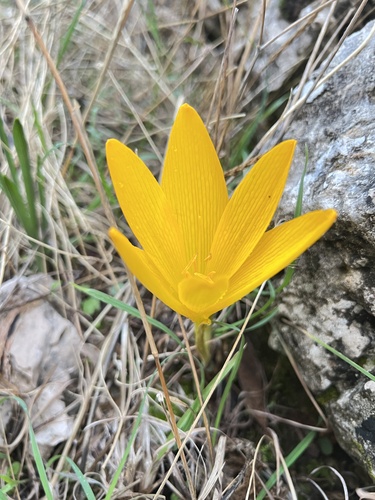 Sternbergia clusiana