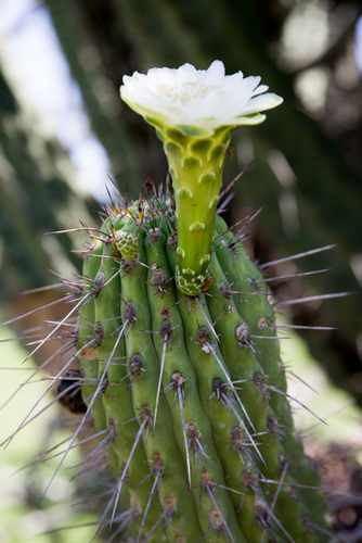 Stetsonia coryne (Cardon) — photo