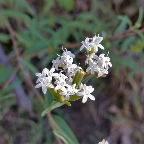 Stevia bangii — photo