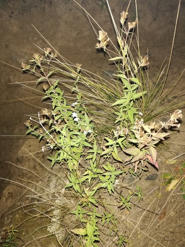 Stevia bangii