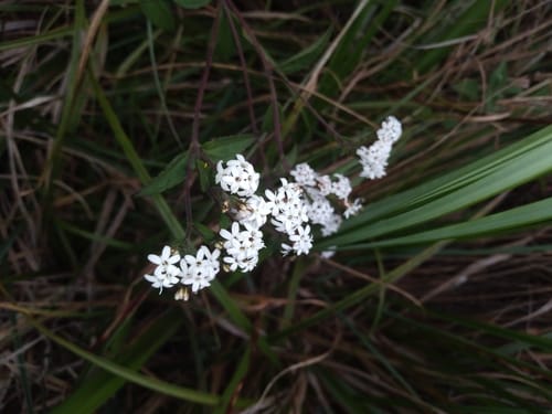 Stevia boliviensis — photo