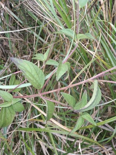 Stevia boliviensis — photo