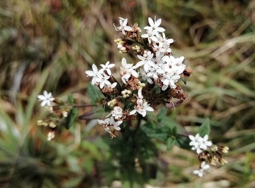 Stevia boliviensis