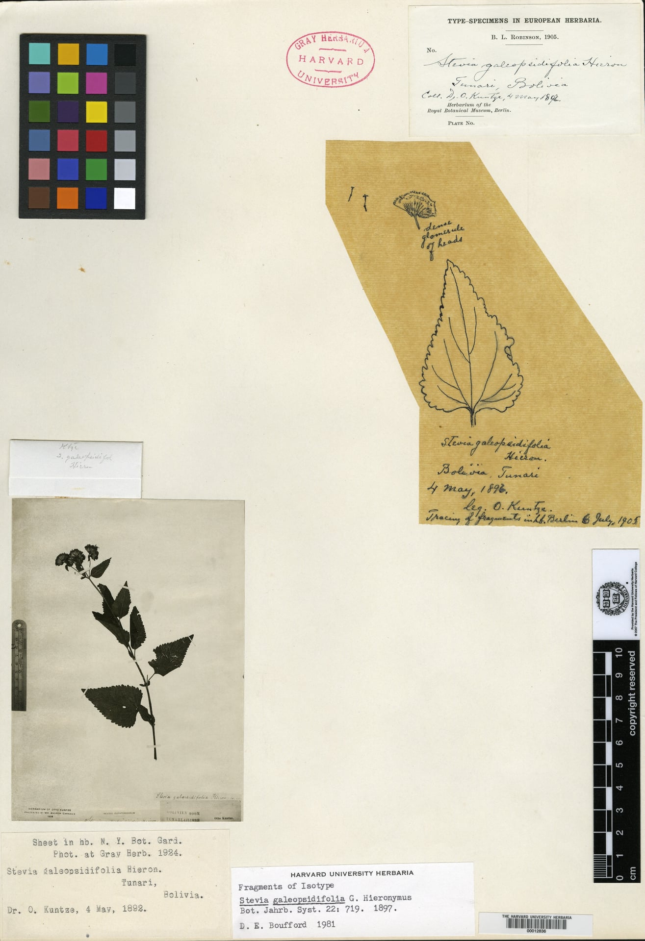 Stevia galeopsidifolia — photo