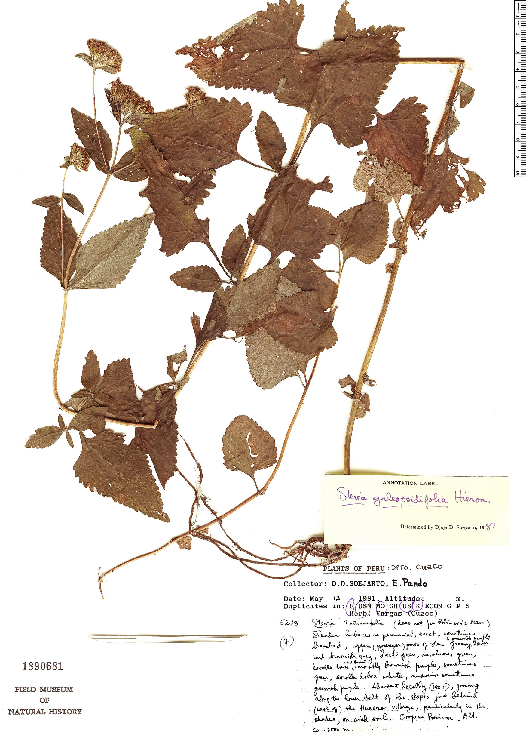 Stevia galeopsidifolia