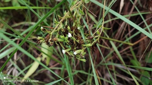 Stevia rebaudiana (Stevia) — photo