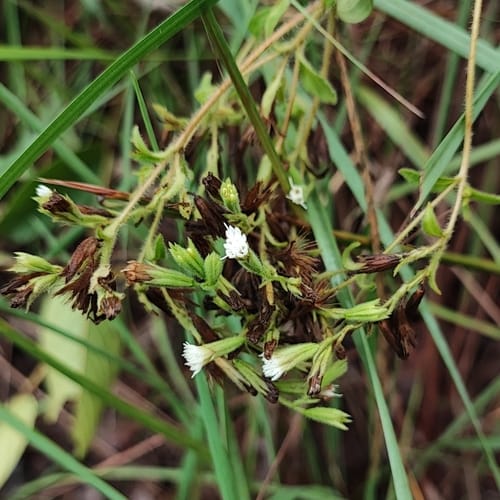 Stevia rebaudiana (Stevia) — photo