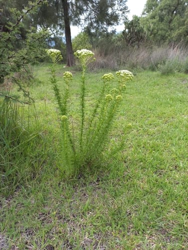 Stevia serrata (Sweet leaf) — photo