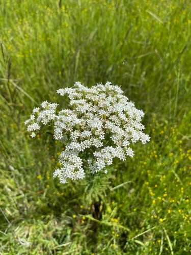 Stevia serrata (Sweet leaf) — photo