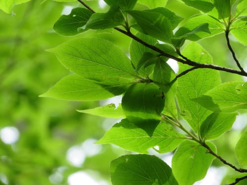 Stewartia pseudocamellia (Japanese Stewartia) — photo