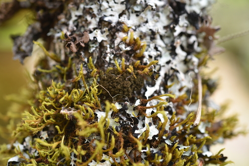 Sticta amplissima