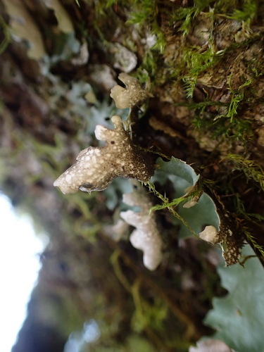Sticta nylanderiana — photo