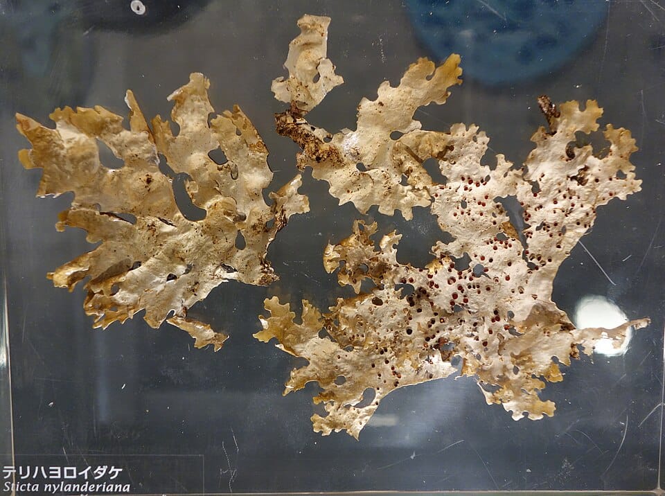 Sticta nylanderiana — photo