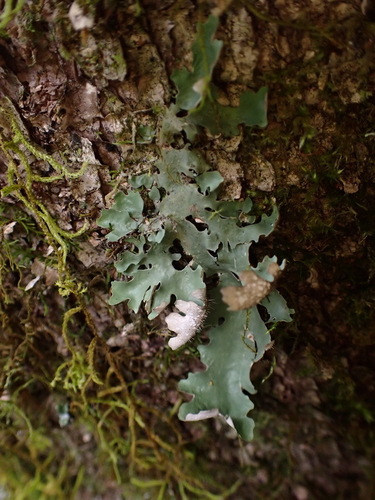 Sticta nylanderiana