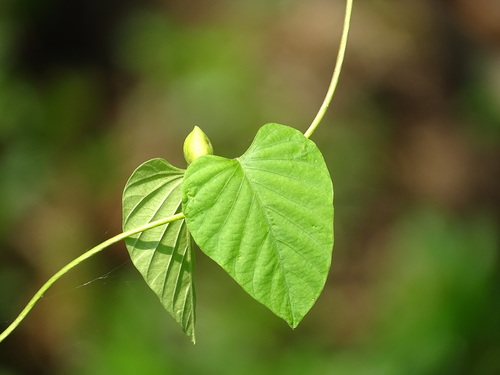 Stictocardia tiliifolia (Spotted heart) — photo
