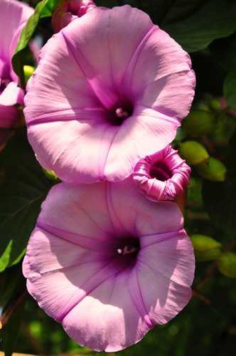Stictocardia tiliifolia (Spotted heart) — photo