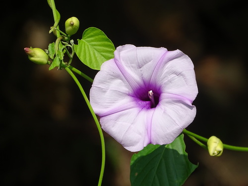 Stictocardia tiliifolia