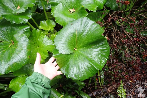 Stilbocarpa lyallii (Punui) — photo