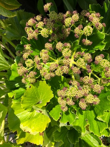 Stilbocarpa lyallii