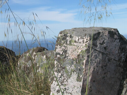 Stipa gigantea — photo