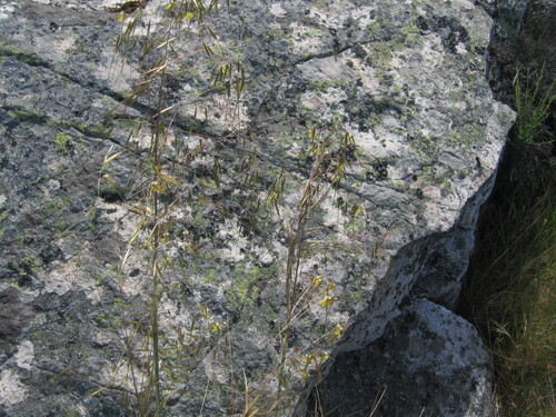 Stipa gigantea — photo