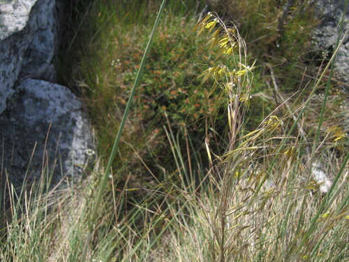 Stipa gigantea