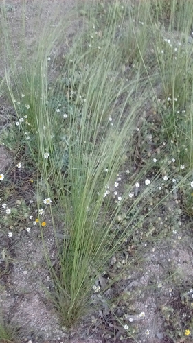Stipa lagascae — photo