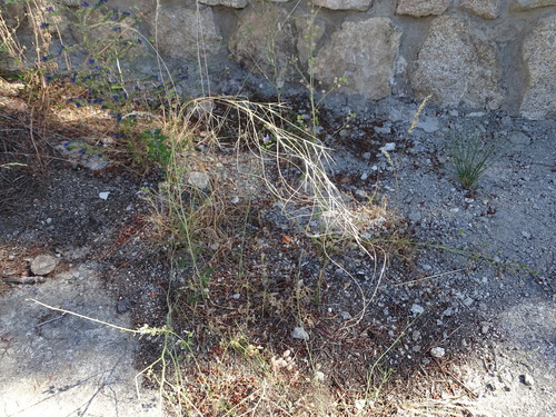 Stipa lagascae — photo
