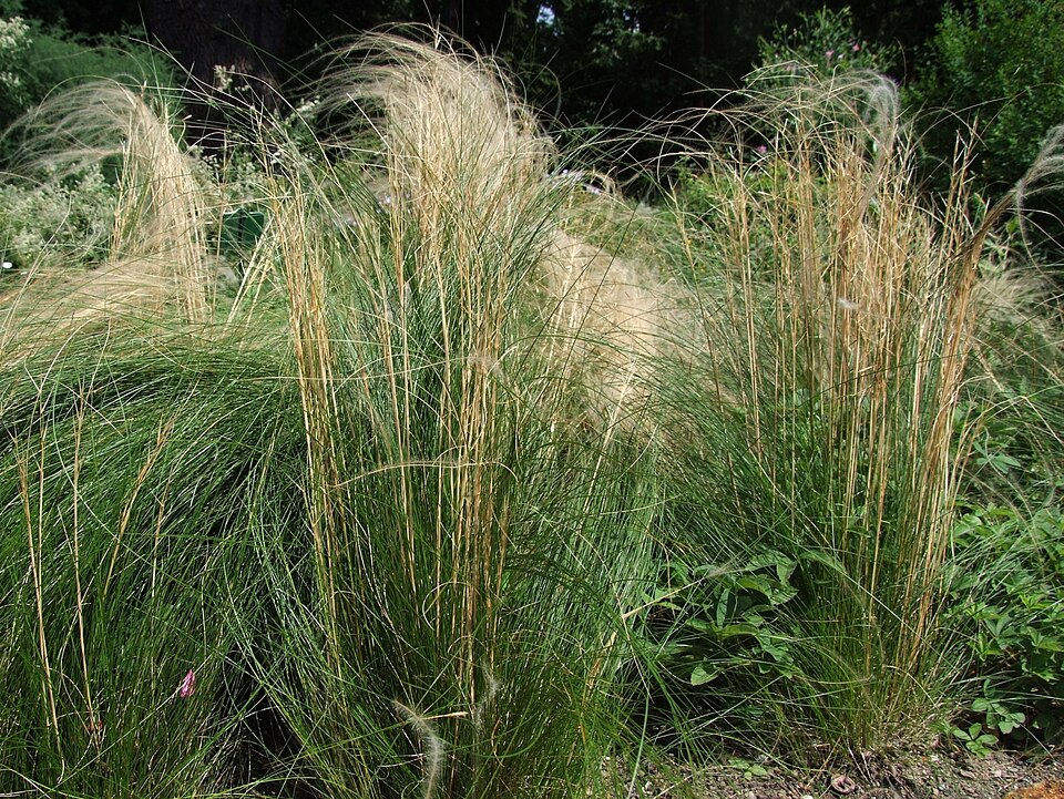 Stipa sp — photo