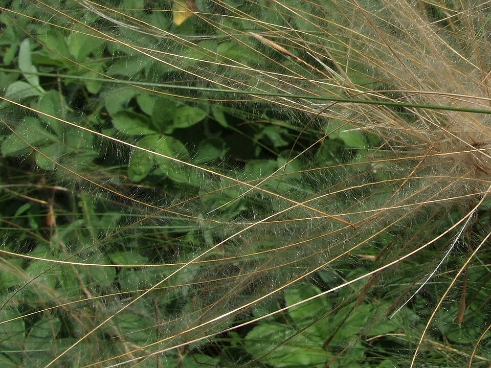 Stipa sp