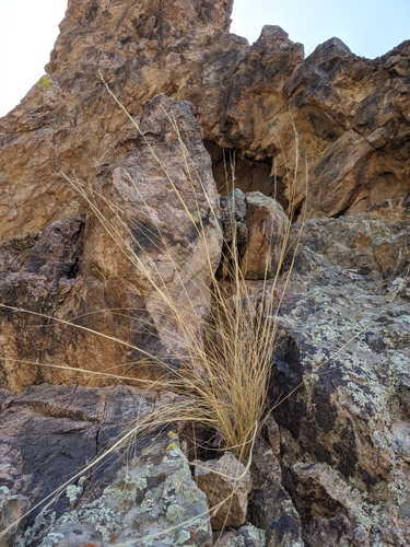 Stipa speciosa (Desert needlegrass) — photo