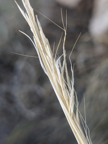 Stipa speciosa (Desert needlegrass) — photo