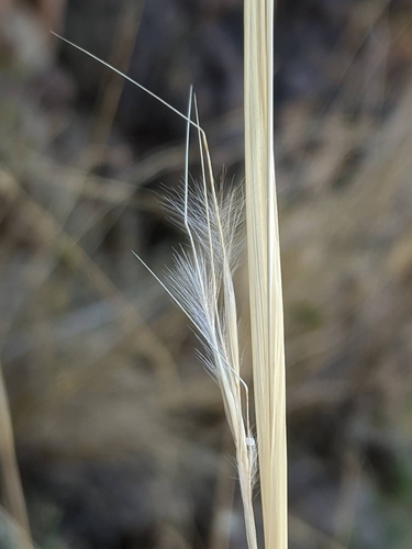 Stipa speciosa