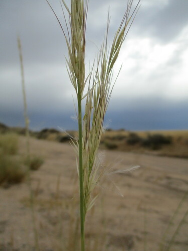 Stipagrostis damarensis
