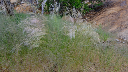 Stipagrostis hirtigluma (Blue bushman-grass) — photo