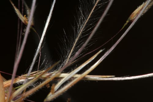 Stipagrostis hirtigluma var. patula — photo