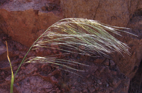 Stipagrostis hirtigluma var. patula — photo