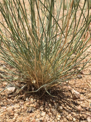 Stipagrostis hochstetteriana (Rye bushman grass) — photo