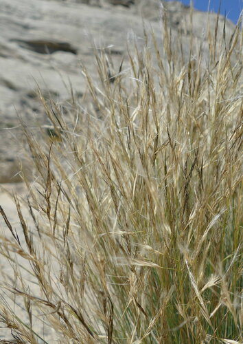 Stipagrostis hochstetteriana (Rye bushman grass) — photo