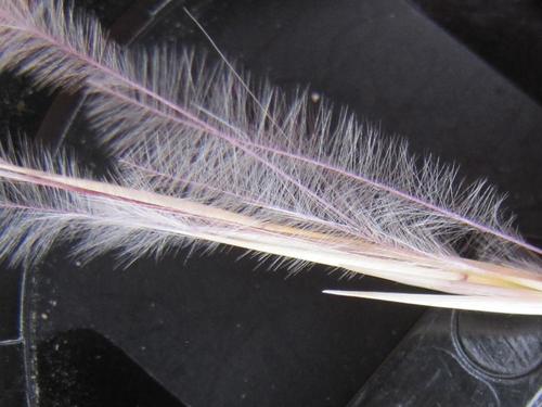 Stipagrostis obtusa (Triple awned grass) — photo