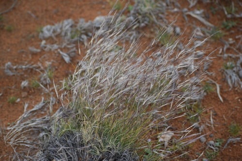 Stipagrostis obtusa