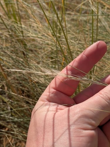 Stipagrostis plumosa — photo