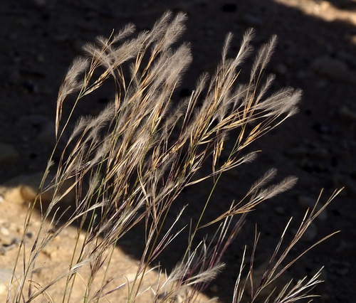 Stipagrostis plumosa
