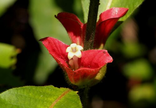 Stipularia elliptica
