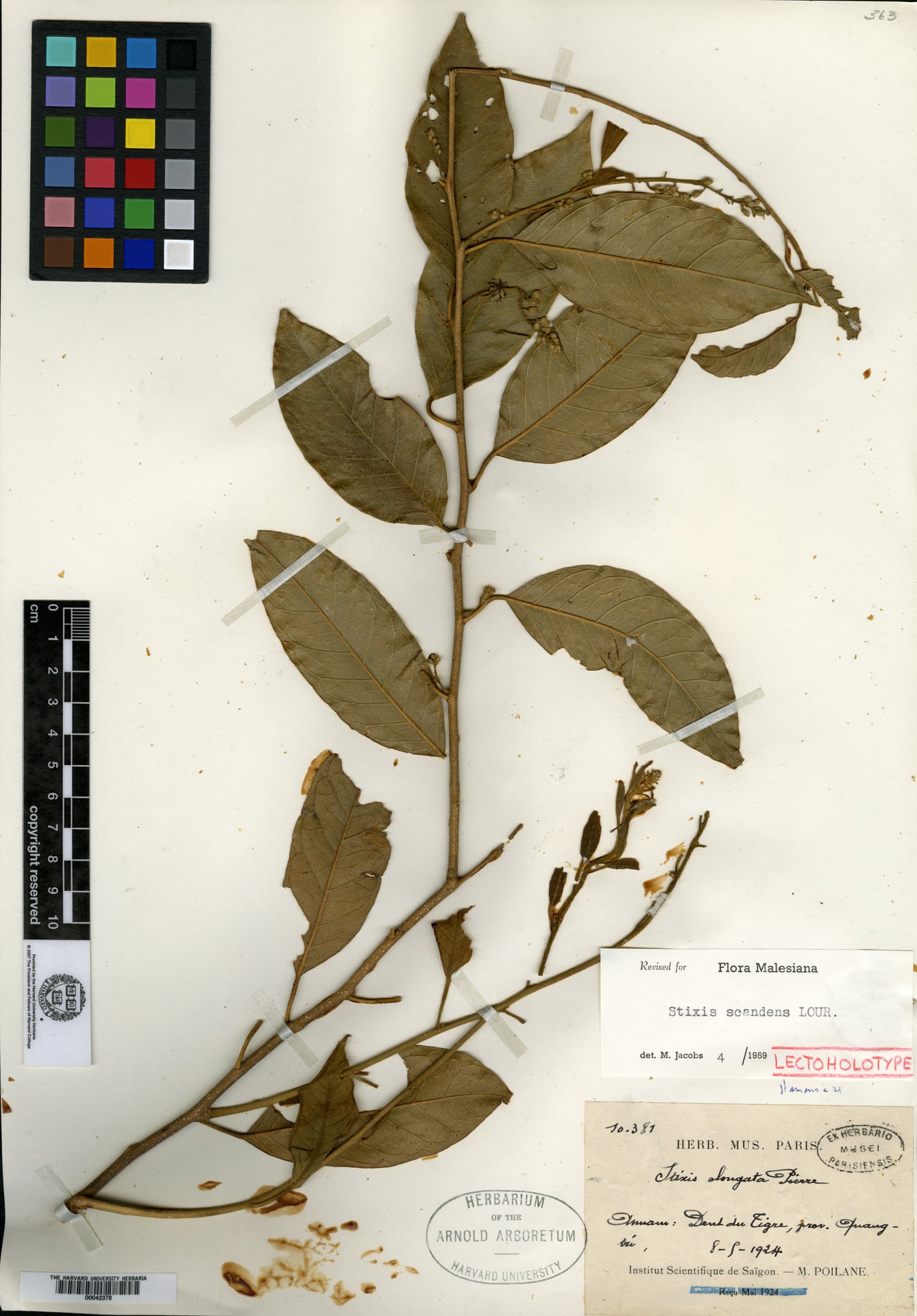 Stixis scandens