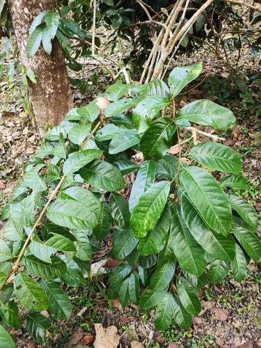 Stixis suaveolens