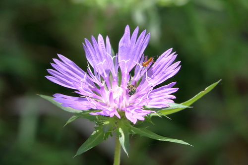 Stokesia laevis