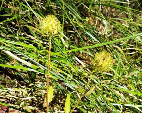Stokesia laevis (Stokes aster) — photo